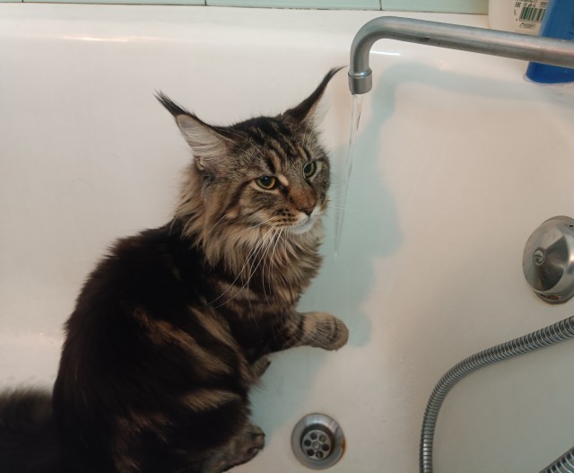 Кошка
