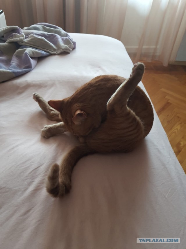 Вторник, ваши коты и кошки в студию