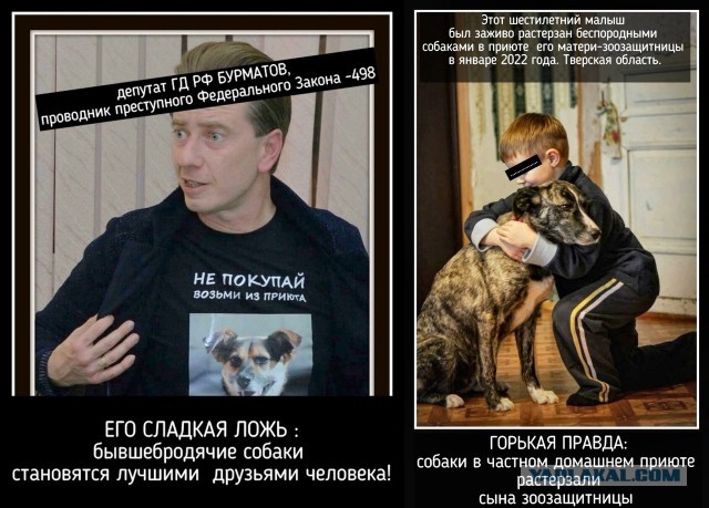 Стая собак терроризирует жителей Верхней Пышмы