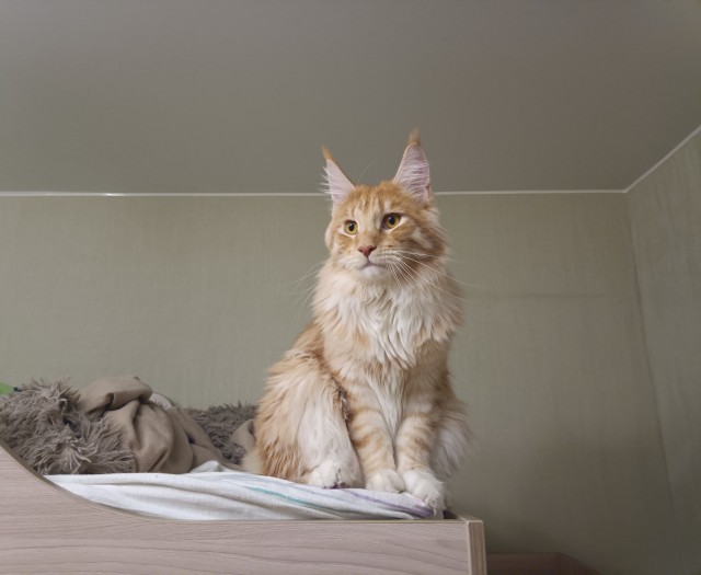 Кошка
