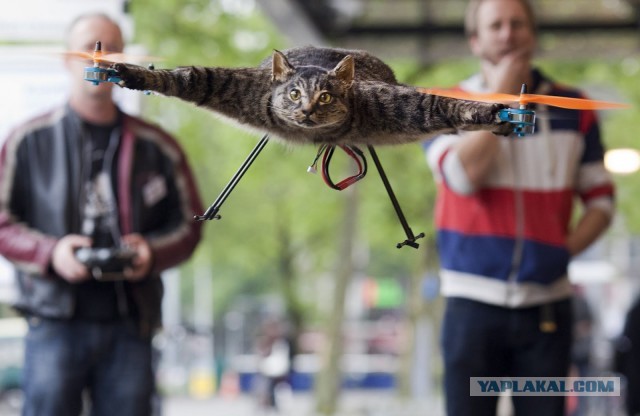 Ковер из Котэ