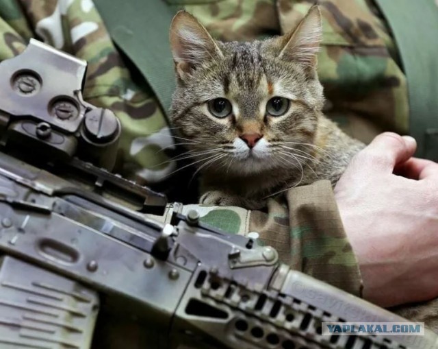 Тактический кот.