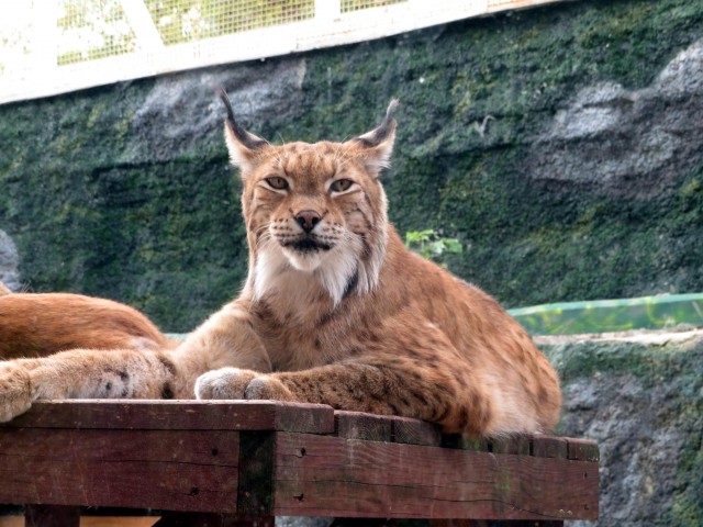 Котовторник. Моему мультяшке 1 год