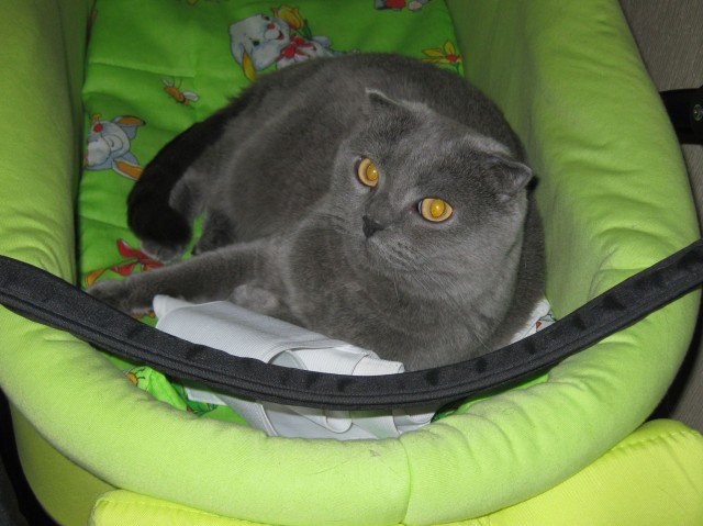 Котовторник 30.04.2013