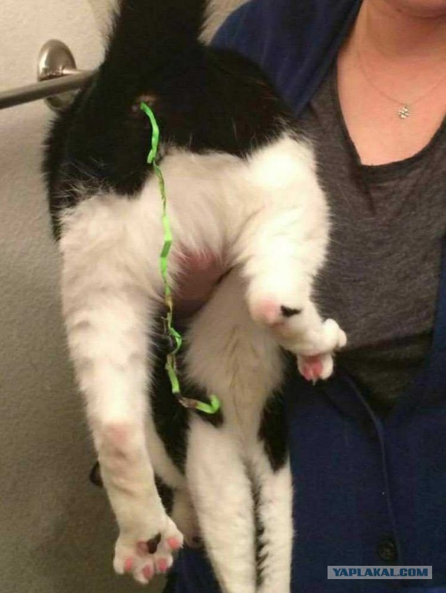 Новогодний кот