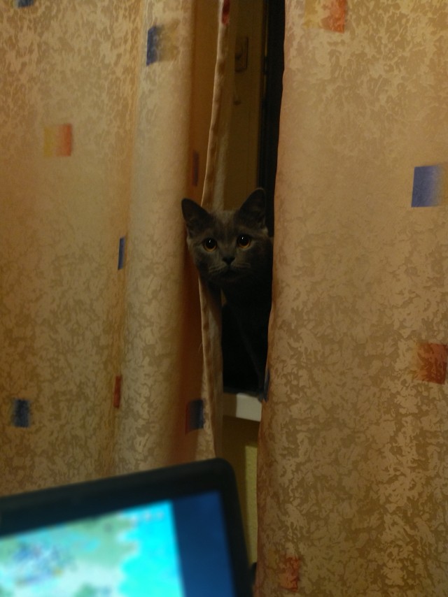 Всем кота за мой счёт. Я настаиваю