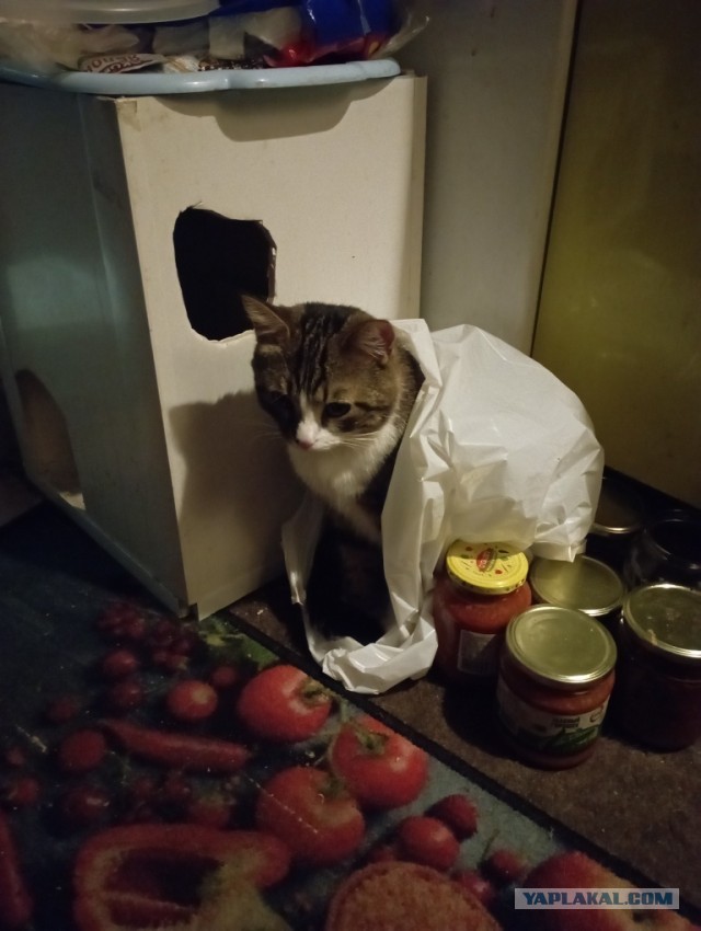 Коробочки наше фсё
