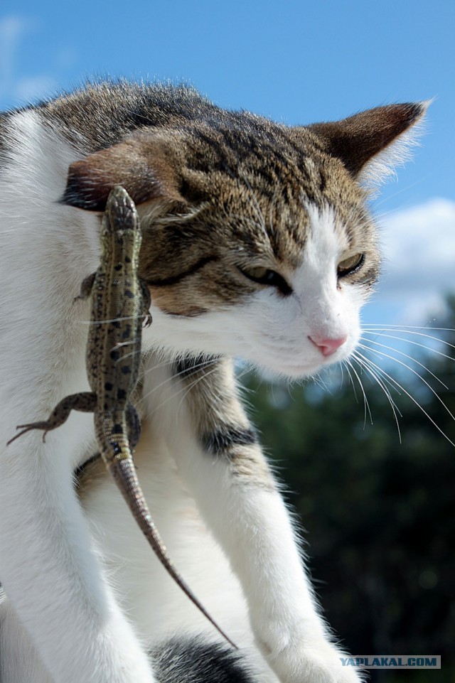 Это тебе за хвост сволочь...