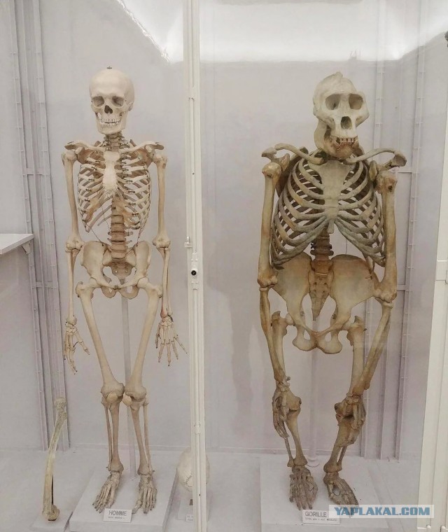 Человек изнутри