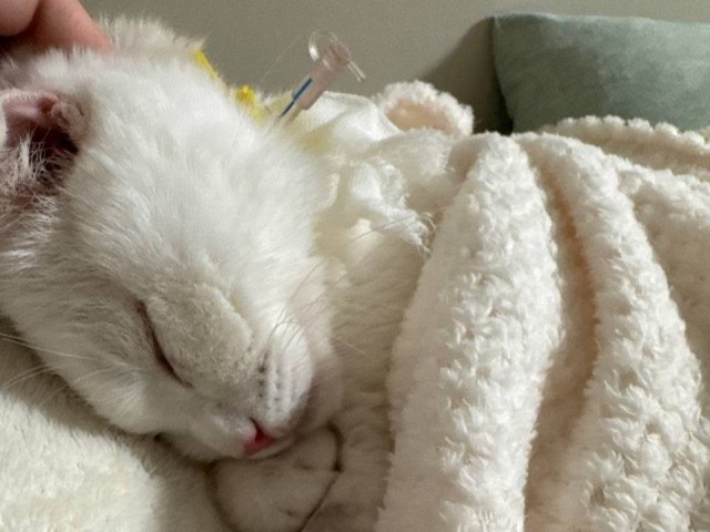 На выписку семимесячного кота Тайсона собрались десятки людей — беднягу выбросили из окна в начале сентября в Одинцово