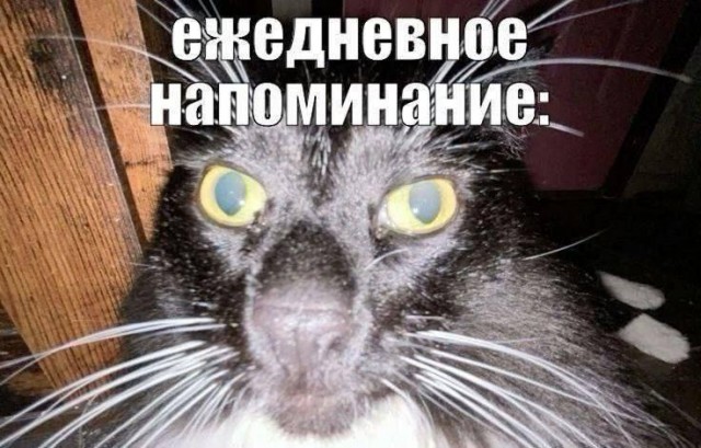 Картинки для деградации 152 (разной степени свежести)