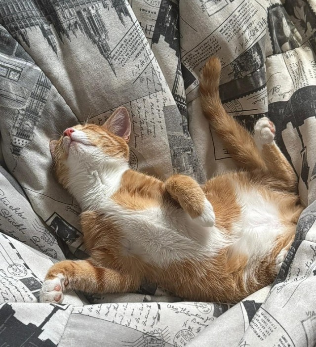 Котовторник.