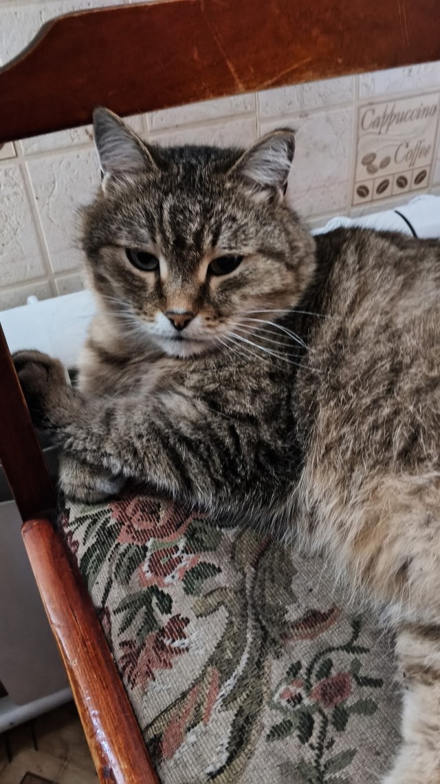 Мой кот
