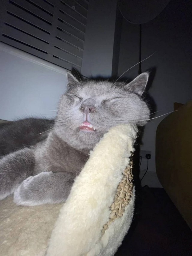 Рандомных фото котов тред — 2