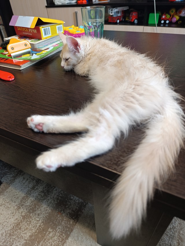 Вашему вниманию, кот Харитон