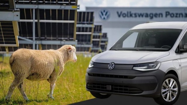 В связи с проблемами с бензином. Volkswagen заменил газонокосилки на стадо из 100 овец на заводе в Польше