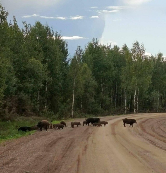 Свиньи атакуют, деревню взяли под контроль