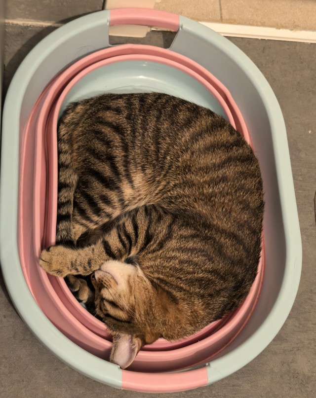 Хороший котик