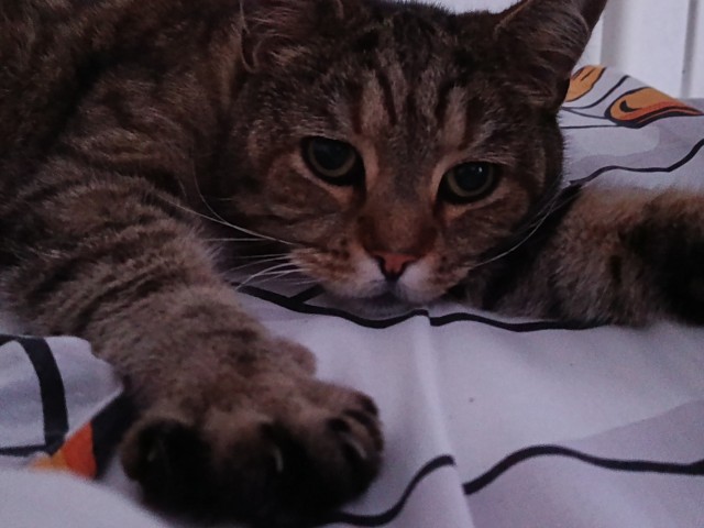 Очередной котовторник