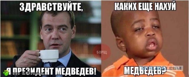 7 интересных фактов о медведях