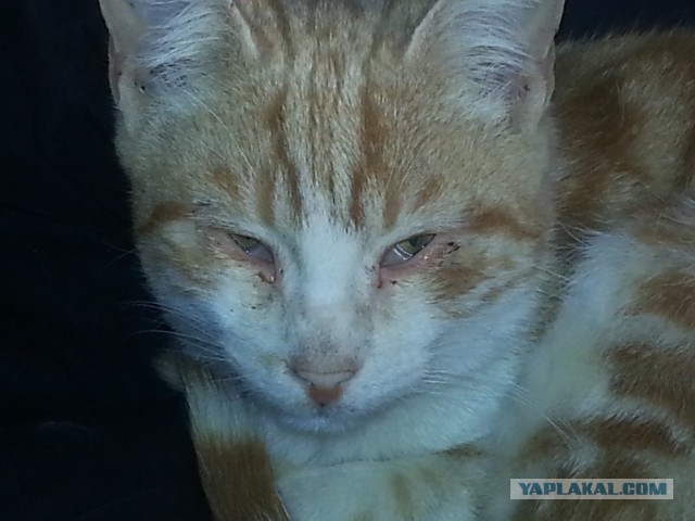 Котовторник 22.10.2013