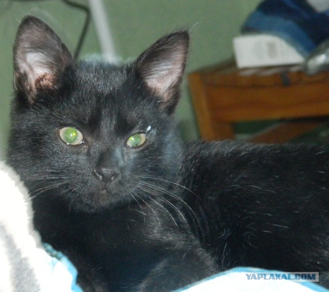 Новый член семьи