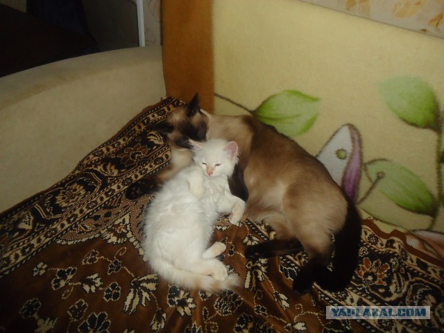 Котовторник   31.12.  2013