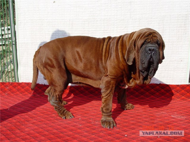 О, my dog
