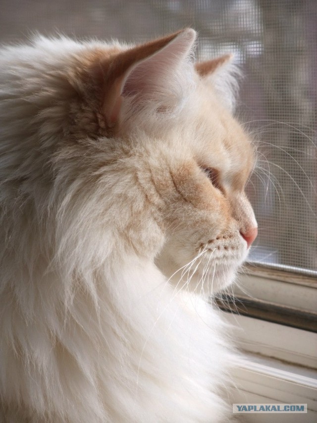 Котовторник 01.07.2014