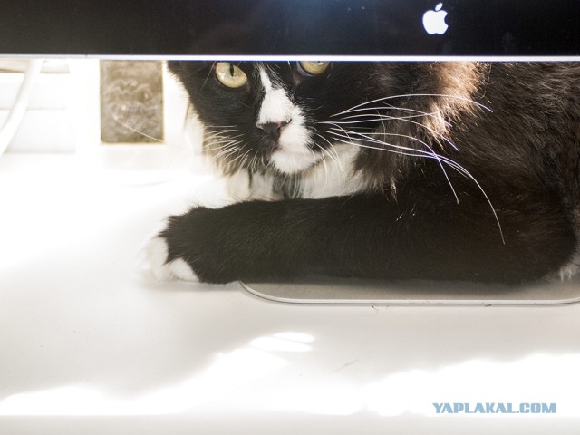 Котовторник 09.09.2014