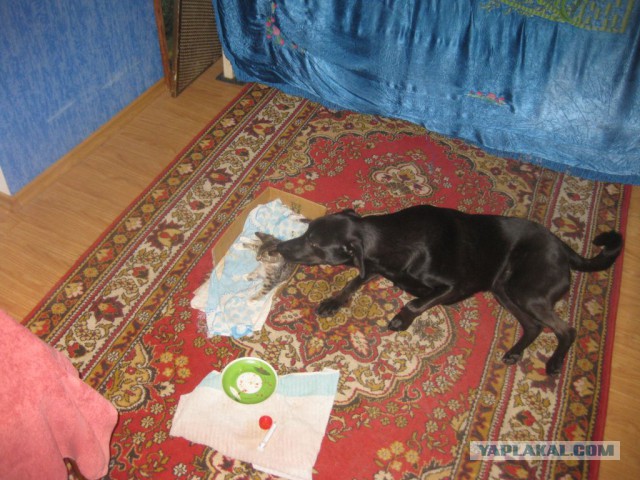 Комок счастья. Спасибо тебе, что вылечила меня..