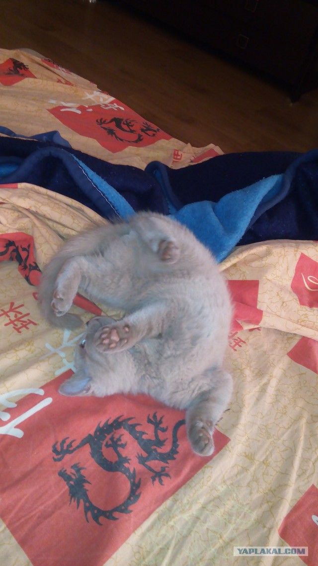 Котовторник 23.12.2014