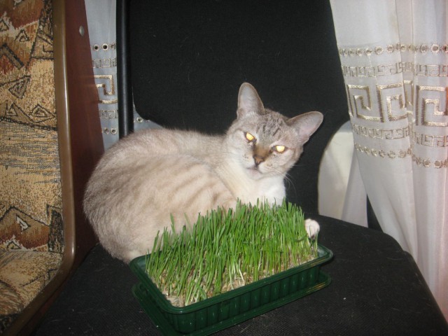 Котовторник