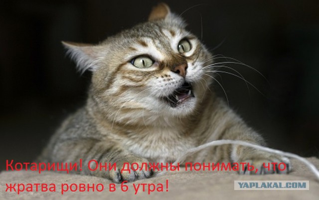 Злые киски