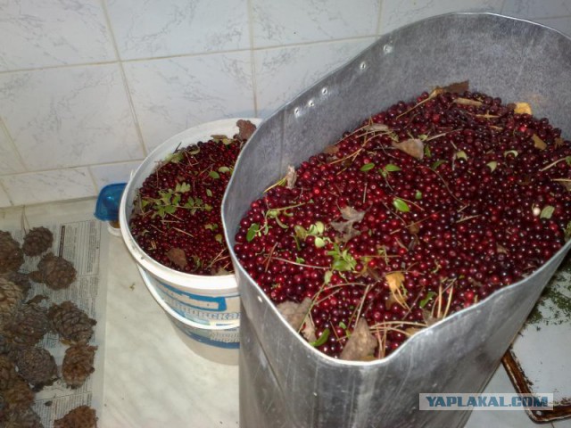 Какие продукты уникальны для Вашего региона?