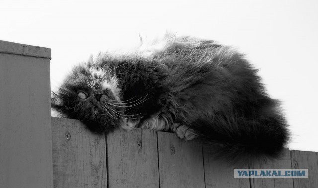 Котовторник   02.06.2015