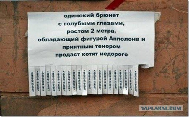 41 веселая картинка