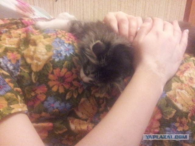 +2 в однушку или эпопея с котами