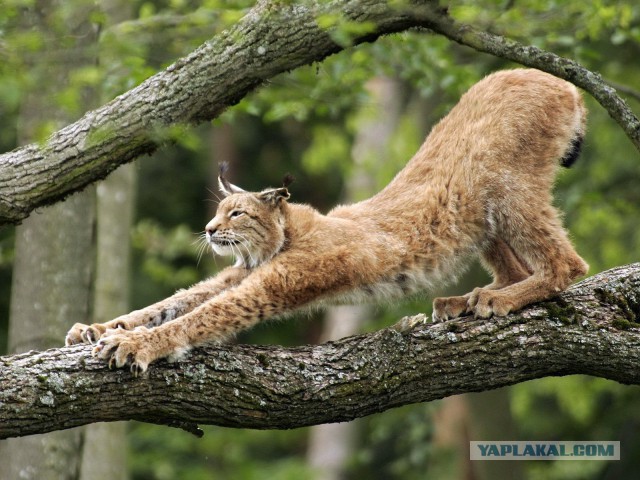 Дикий котовторник