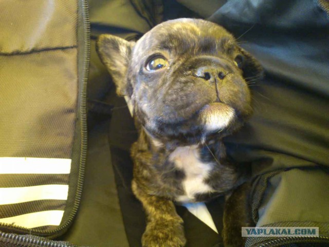 Разные картинки