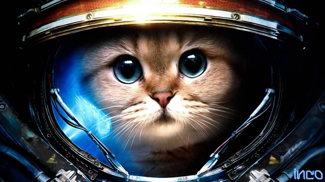 Котовторник 12.04