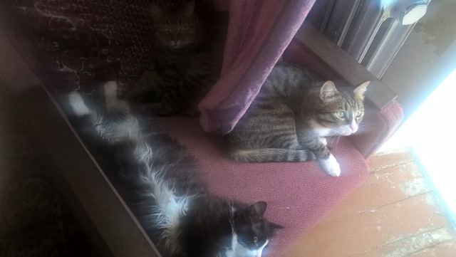 Котовторник 17.05.2016