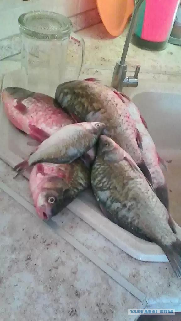 Мой первый приличный улов