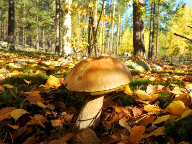 Прогулка по лесу с ножом, фотоаппаратом и ведром.