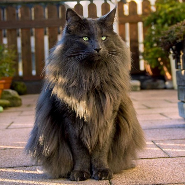 Коты из сети