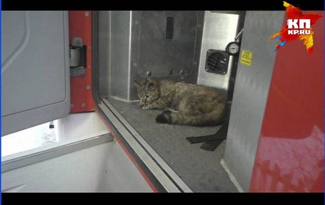 Орловские пожарные реанимировали надышавшегося дымом кота