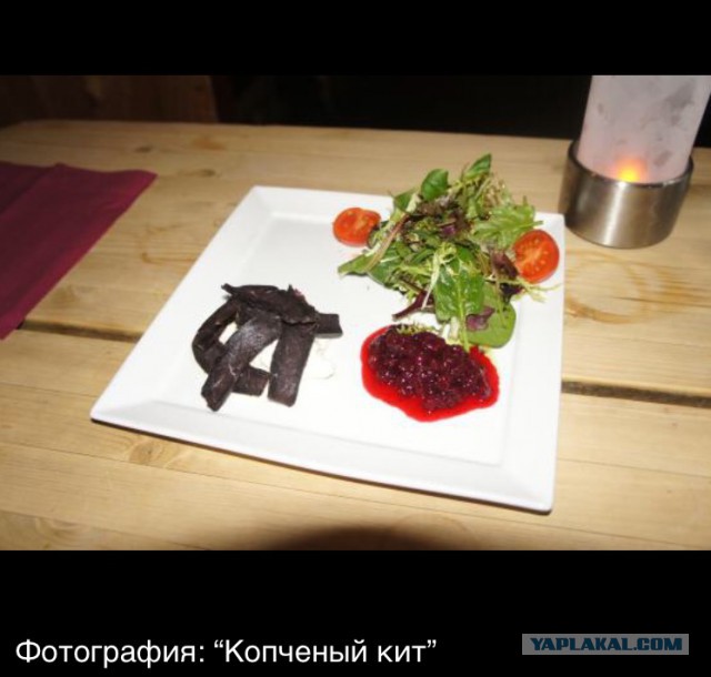 В бухту заплыл неожиданный гость