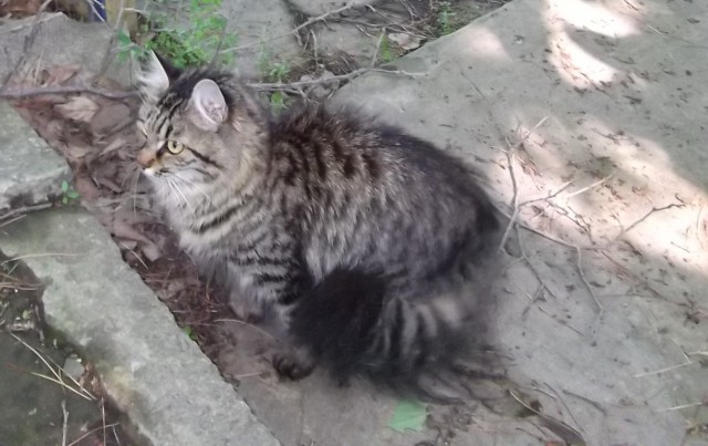 Котовторник 04/04/2017