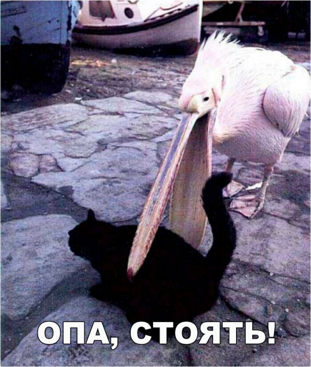 Подборка забавных животных