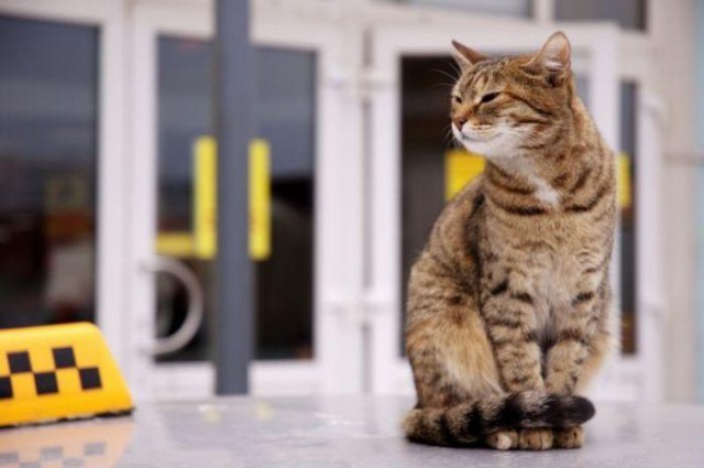 Коты и Кошки